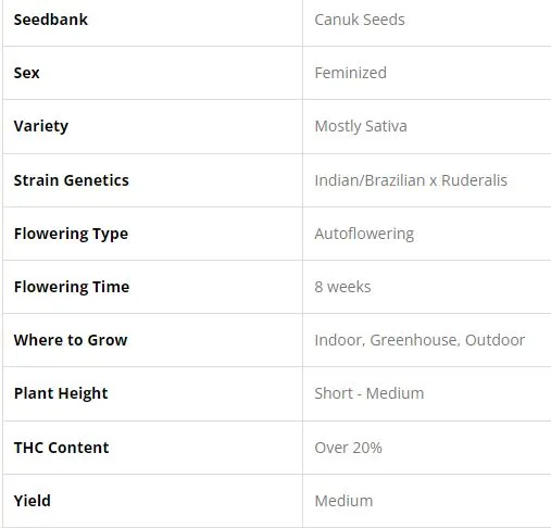 SEE073: White Widow Auto FEM 5 Seeds